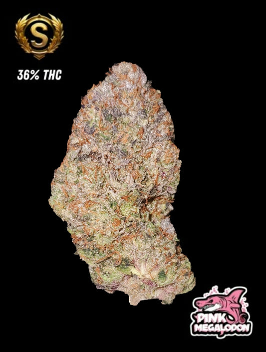 PINK MEGALODON